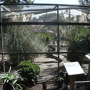 Amazon Jungle Aviary (Blue-and-yellow and Green-winged Macaws, Greater Curassows, Guineapigs)