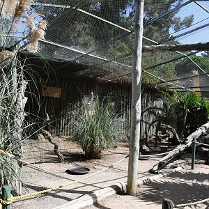 Amazon Jungle Aviary (Blue-and-yellow and Green-winged Macaws, Greater Curassows, Guineapigs)