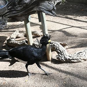 Greater Curassow