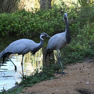 Demoiselle Cranes