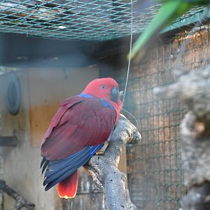 Eclectus Parrot