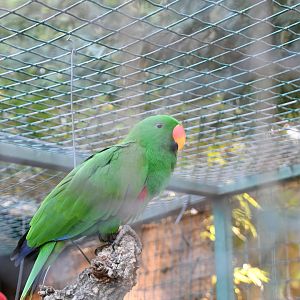 Eclectus Parrot