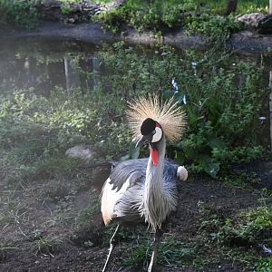Grey Crowned Crane