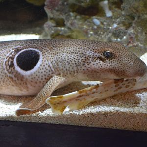 Speckled carpetshark (Hemiscyllium trispeculare)