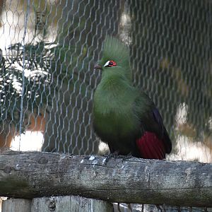Guinea Turaco