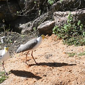 Masked Lapwing