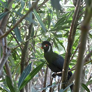 White-cheeked Turaco