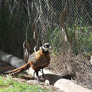 Reeves' Pheasant