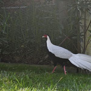 Silver Pheasant