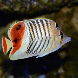 Eritrean butterflyfish (Chaetodon paucifasciatus)
