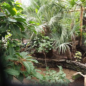 Sclater's crowned pigeon aviary, 2022-09-15