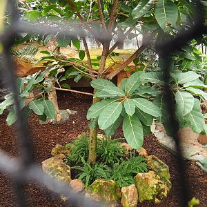 Part of Sclater's crowned pigeon aviary with former tortoise shelter, 2022-09-15