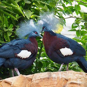 Sclater`s crowned pigeons (Goura sclateri), 2022-09-15