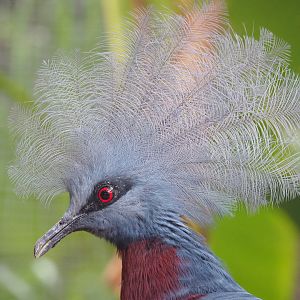Sclater`s crowned pigeon (Goura sclateri), 2022-09-14