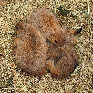 Black-tailed prairie dogs (Cynomys ludovicianus), 2022-09-15