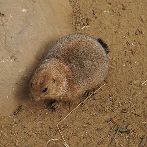Black-tailed prairie dog (Cynomys ludovicianus), 2022-09-15