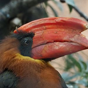 Luzon rufous hornbill (Buceros hydrocorax), 2022-09-14