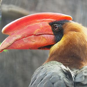 Luzon rufous hornbill (Buceros hydrocorax), 2022-09-15