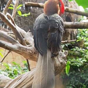 Luzon rufous hornbill (Buceros hydrocorax), 2022-09-15