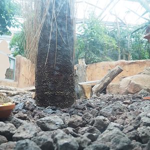 Subterranean view of meerkat exhibit, 2022-09-14