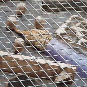 Meerkat (Suricata suricatta) in enrichment box, 2022-09-14
