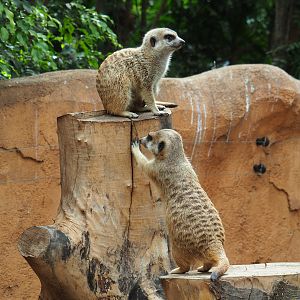 Meerkats (Suricata suricatta), 2022-09-15