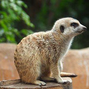 Meerkat (Suricata suricatta), 2022-09-15