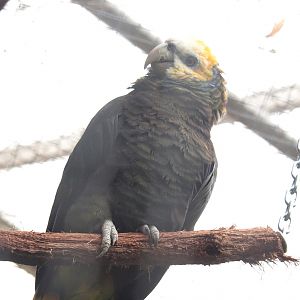 Saint Vincent amazon (Amazona guildingi), 2022-09-14