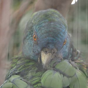 Saint Lucia amazon (Amazona versicolor), 2022-09-15