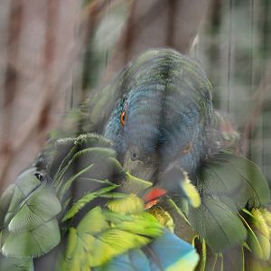 Saint Lucia amazon (Amazona versicolor), 2022-09-15