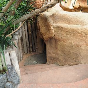 Access to pop-up bubbles in dwarf mongoose exhibit, 2022-09-14