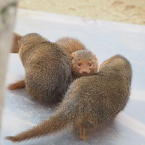 Dwarf mongooses (Helogale parvula), 2022-09-14