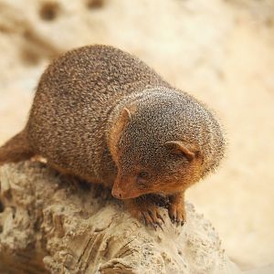 Dwarf mongoose (Helogale parvula), 2022-09-15
