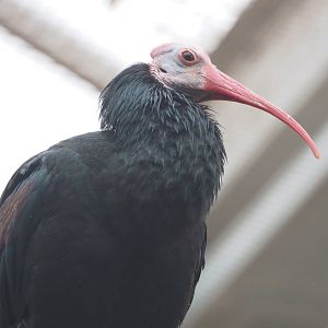 Southern bald ibis (Geronticus calvus), 2022-09-14