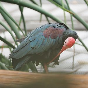 Southern bald ibis (Geronticus calvus), 2022-09-14