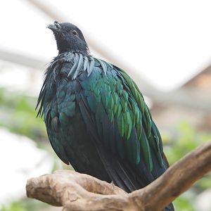 Nicobar pigeon (Caloenas nicobarica), 2022-09-14