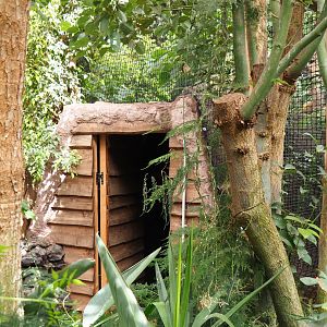 Off-show area underneath elevated area in former Bulwer's pheasant aviary, 2022-09-15