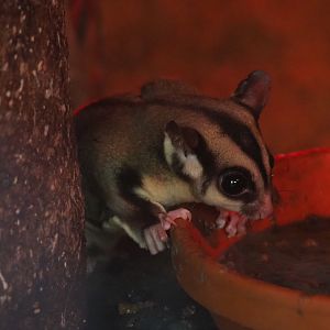 Sugar glider (Petaurus breviceps), 2022-09-15
