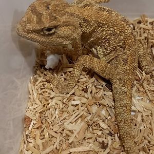 Trapelus pallida pallida