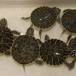 Peninsula cooters - Pseudemys peninsularia - juveniles