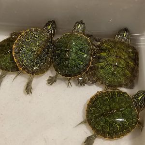 Alabama cooter - Pseudemys alabamensis