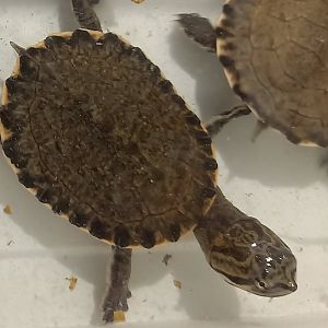 Geoffroy's side-necked turtle - Phrynops geoffranus - juvenile