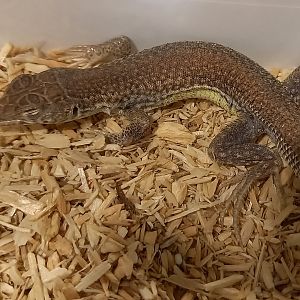 Mesalina rubropunctata