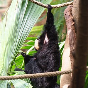 White-faced saki (Pithecia pithecia), 2022-09-15