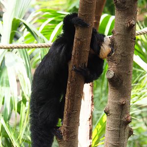 White-faced saki (Pithecia pithecia), 2022-09-15