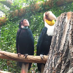 Wreathed hornbill pair (Rhyticeros undulatus), 2022-09-14