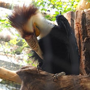 Male Wreathed hornbill (Rhyticeros undulatus), 2022-09-15