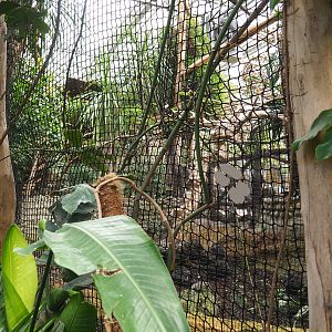 Part of one of the hornbill aviaries, 2022-09-15