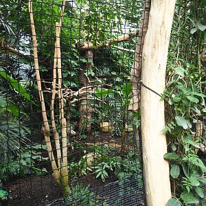 Part of one of the hornbill aviaries, 2022-09-15