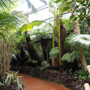Walkway and tree fern gardens, 2022-09-15